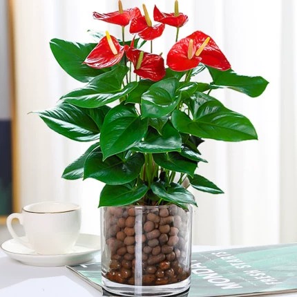 [인터넷 연예인 수경재배 모델] 꽃이 있는 특급 안스리움 + [원통형 유리병 + 세람사이트] + 영양액