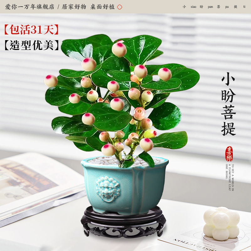 샤오판보디 + 청사자머리 분지 + 원형 베이스 (포장석 + 영양액 포함)