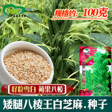 矮腿八棱王白芝麻种子 农田菜园种植粒大饱满白芝麻籽粮油作物