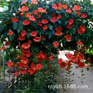 Climbing Plant Firecracker Flower Seedlings Potted Four-Season Evergreen Hanging Climbing Plant Courtyard Balcony Fence Lingxiao Flower Seedlings