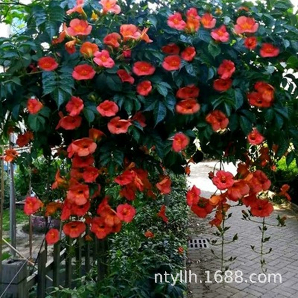 Вьющиеся виноградные растения Фейерверк Цветочные саженцы в горшках четыре сезона вечнозеленые Висячие вьющиеся растения двор балкон стена труба Лиана саженцы