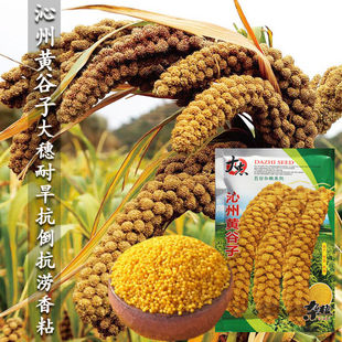 ɽ�������SС�׹��ӷN�� ���ļ��� ���|�����¹ȷN�SС�׼Zʳ�N��