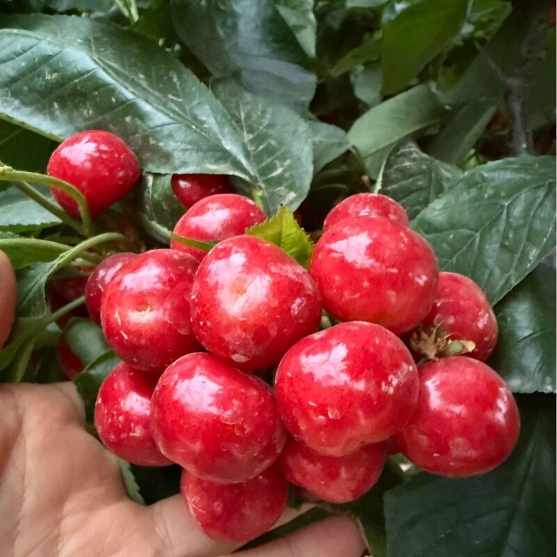 Shaanxi Open-Air Brooks Cherries, Postal Air Shipping, Seasonal Open-Air Cherries for Distribution Shaanxi Open-Air Brooks Cherries, Postal Air Shipping, Seasonal Open-Air Cherries for Distribution
