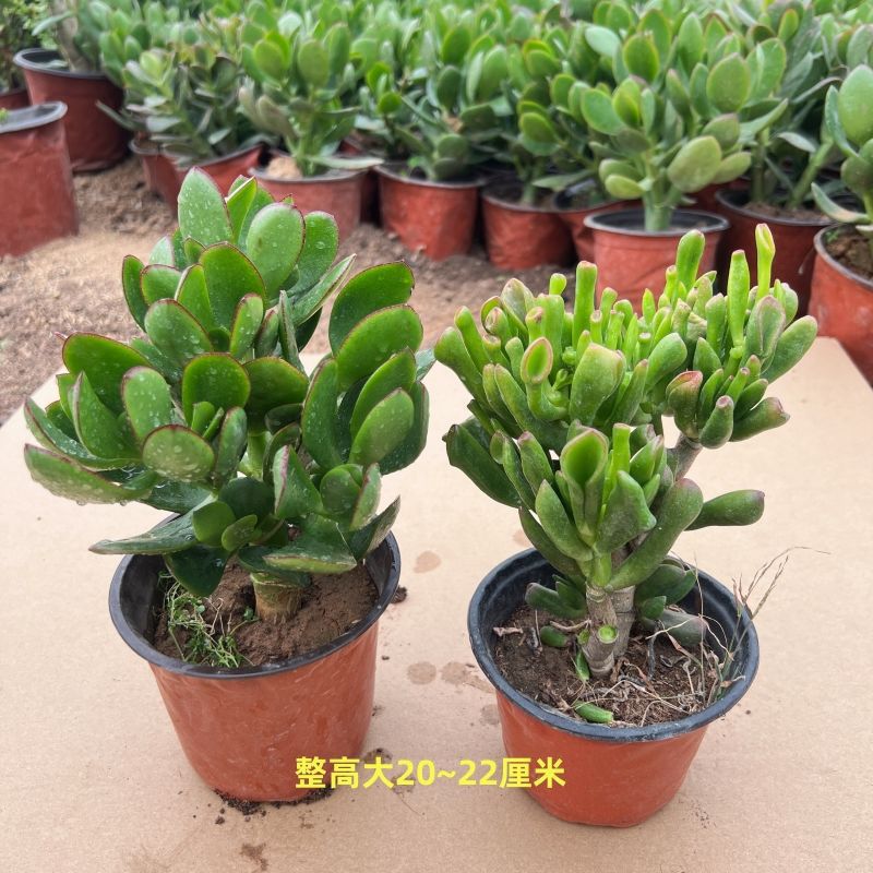 [위슈++ 돈을 모으는 나무] 총 2그루