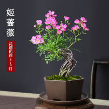 韩国姬蔷薇老桩藤本植物姬月季盆景好养迷你小盆栽微景观植物花卉