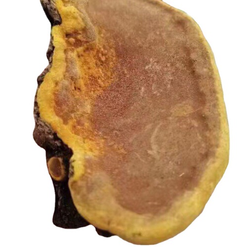 Wholesale wild-grown Ganoderma lucidum (Reishi mushroom), mulberry, and Phellinus igniarius sourced from Tibet. Drop shipping available.