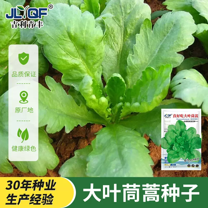 茼蒿菜籽大叶茼蒿种子茼蒿菜种大全秋冬季蔬菜茼蒿种籽四季孑菜小