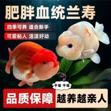 【泰狮】_泰狮价格/图片/品牌_泰狮批发/厂家 - 阿里巴巴