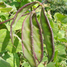 【紫眉豆种子】茉莉映山红花卉绿植山茶花菏泽眉豆种子籽绿种优质