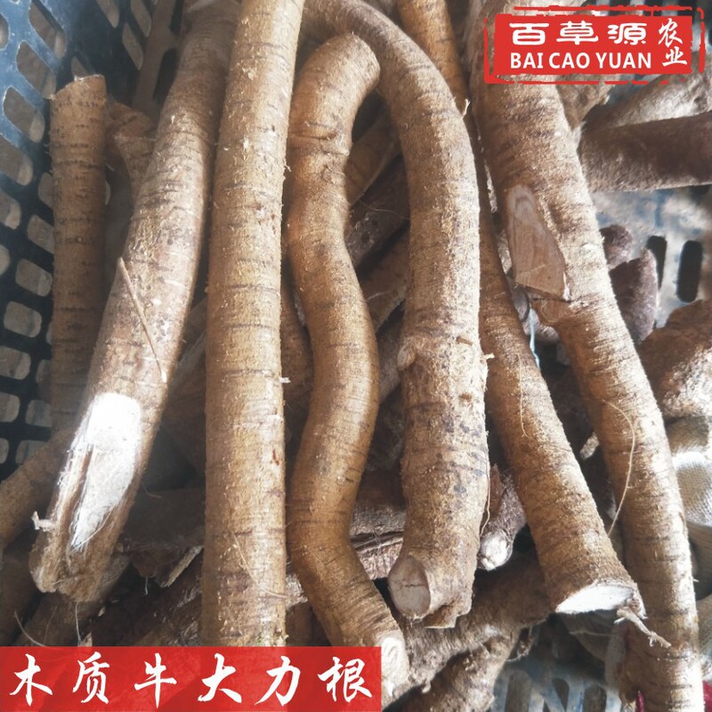 Baicaoyuan Fresh Beef Dali Root Woody Beef Root Raw Fresh Beef Ancient Dali Golden Bell Root Nourishing Soup and Wine Baicaoyuan Fresh Beef Dali Root Woody Beef Root Raw Fresh Beef Ancient Dali Golden Bell Root Nourishing Soup and Wine