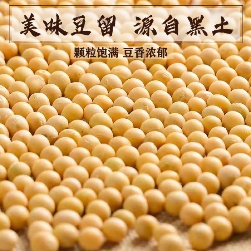 50斤东北黑龙江小黄豆豆浆食品豆50斤批发|undefined