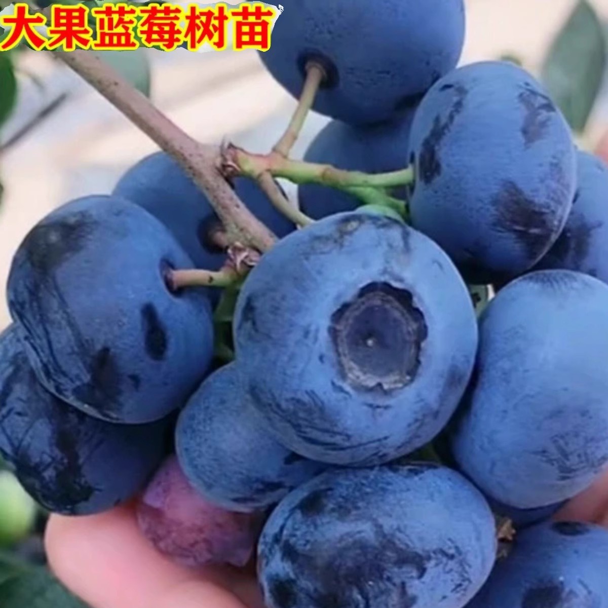 蓝莓树果苗盆地栽带土特大当年结果阳台果树四季南北方种植蓝莓苗