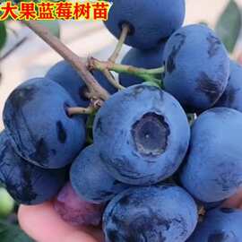 蓝莓树果苗盆地栽带土特大当年结果阳台果树四季南北方种植蓝莓苗