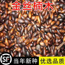 正宗金丝楠木树种子四川小叶楠细叶金丝楠桢楠南木种子