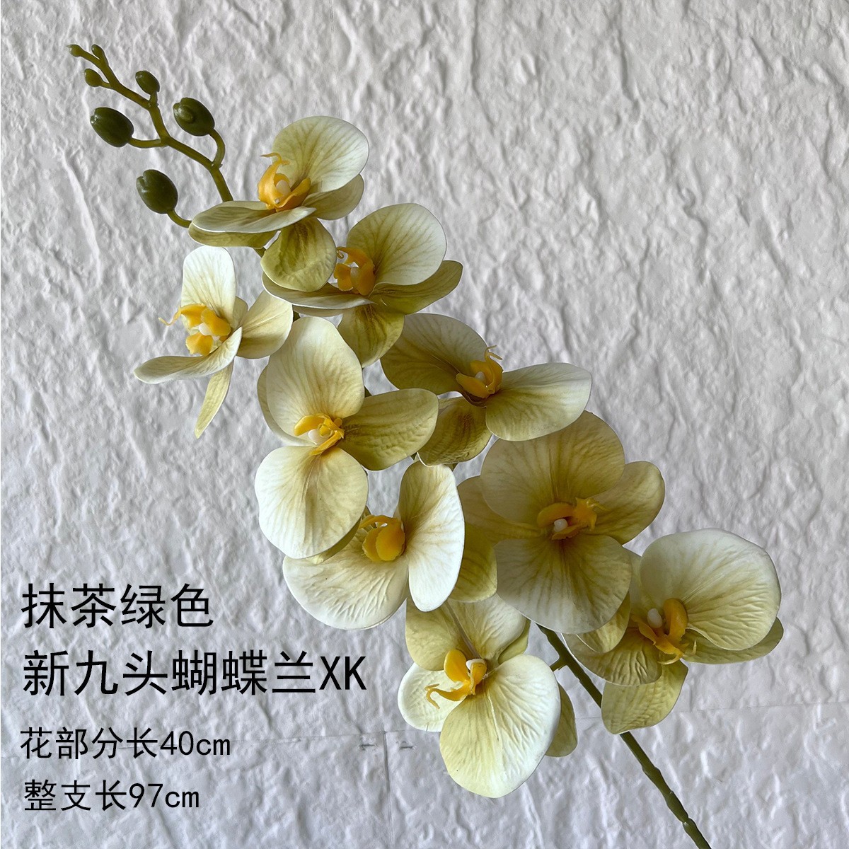 Nueva Phalaenopsis de nueve cabezas xk - Matcha verde