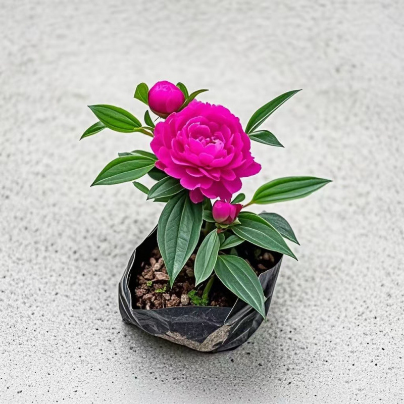 이중꽃/큰꽃 [로즈레드] 개화기간 최대 280일 + 비료