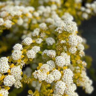 ���ͺ��ڻ����S����Ȫ�����Շ�ѩ��С����������ڻ��ͺ����B���@