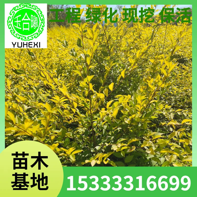 Кластерный золотолистный вяз, питательная чаша золотолистного вяза, измельченный золотолистный вяз, золотолистный вяз Ляонин, шарик золотолистного вяза