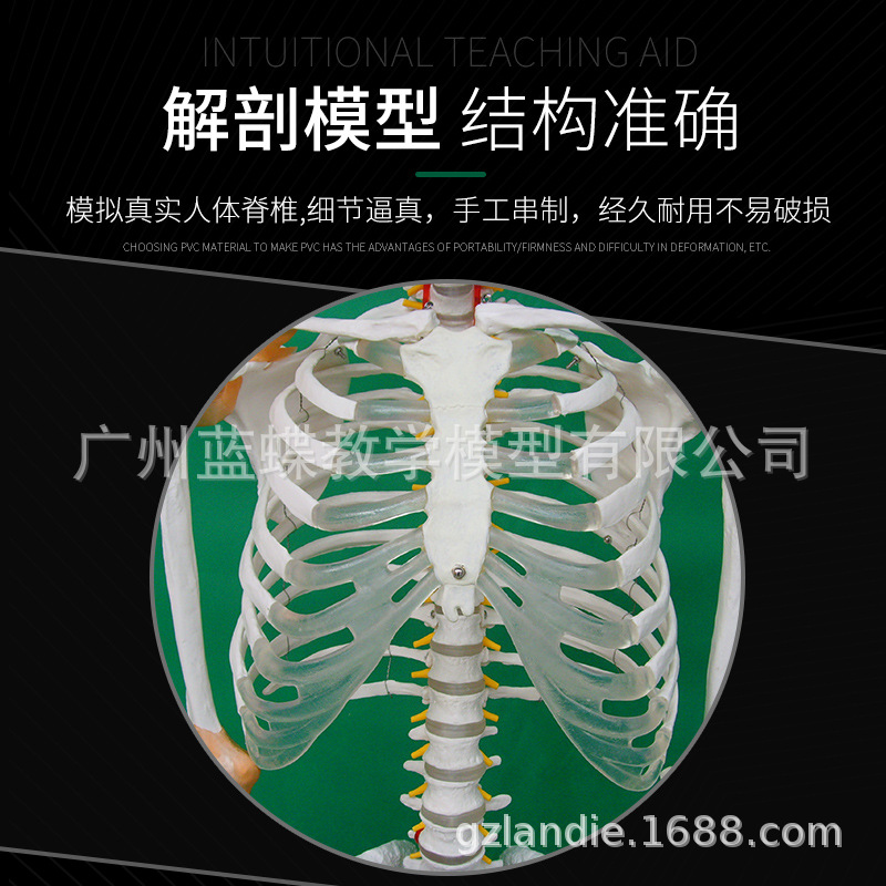 170cm����������ʹ�׵������������� �ʹ� ׵���̼���ģ��