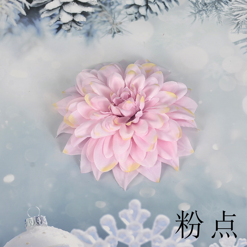핑크 포인트 SL 큰 epiphyllum 꽃 머리