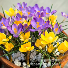 ���t����ͥ�@ˇ�ͺ�ֲ��������ܲؼt���N����N���҃������Ի���