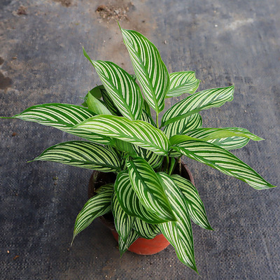 伴兮 青纹竹芋 绿植盆栽办公室内卫生间水培耐阴四季易养观叶植物