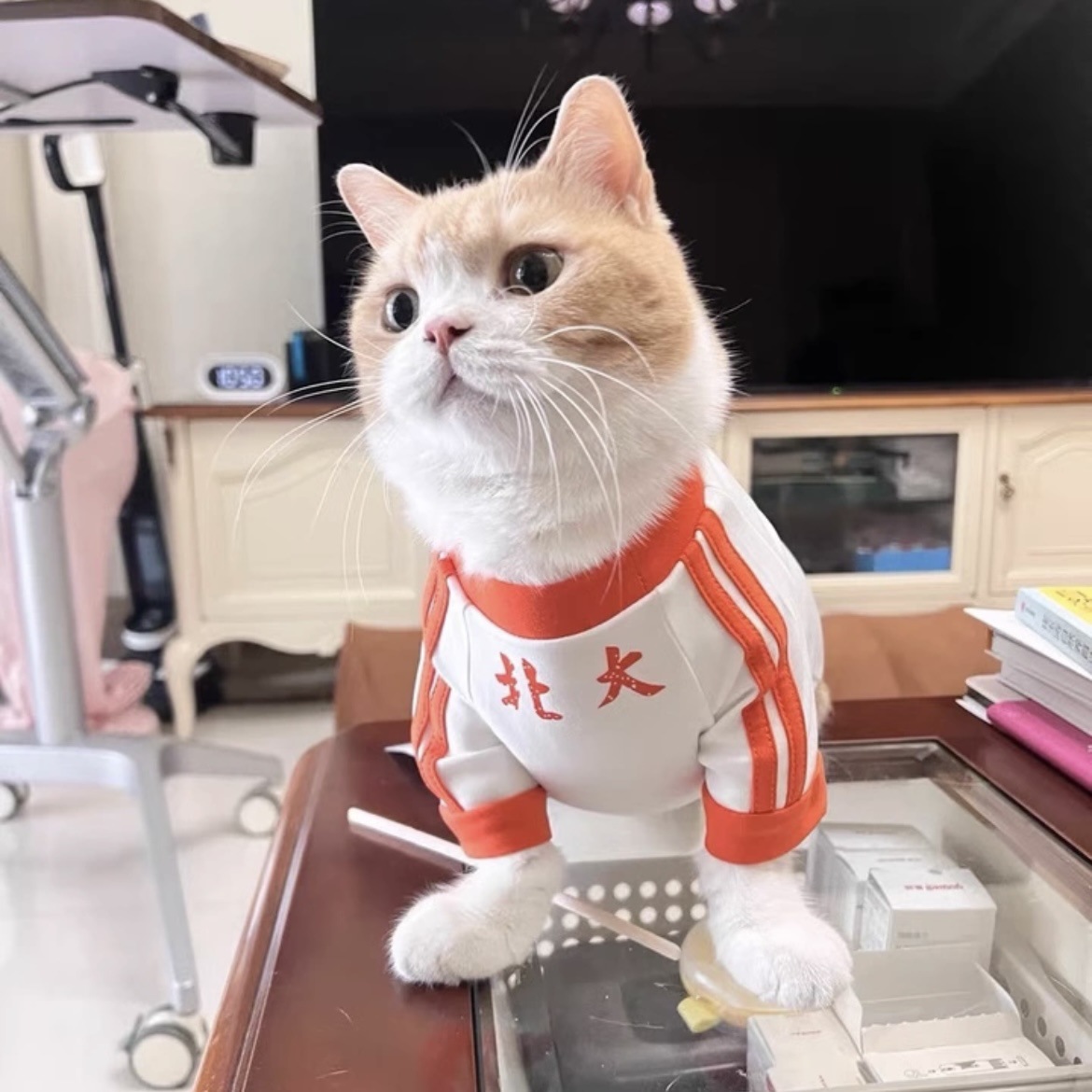 애완 동물 강아지와 고양이 옷 봄과 가을 바닥 셔츠 골드 그라데이션 래그 돌 고양이 테디 비숑 귀엽고 잘 생긴 티셔츠