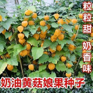 ������S����N�Ӵ��������������S����N���\���N�і|�������