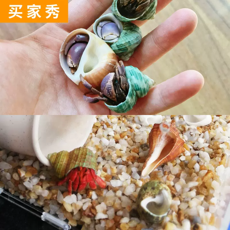 豆丁灰白草莓寄居蟹替换壳海螺壳房子天然鱼缸水族造景装饰整包