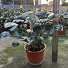 Base directly criticize the small Pan Bodhi tree potted room, desktop viewing fruit plant four seasons evergreen to nourish green plants