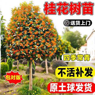 һ�����l�𻨘����ļ��𵤹���½���e��ͥԺ���ٽ����Դ����