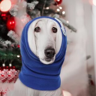 Dog Ear Protection ������������Q������ �����o�����≺����