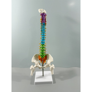 Knee Joint 85cm Human Skeleton Model Human Model Small Skeleton 45CM Vertebrae Medium Color Spine A