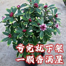 金边瑞香大苗盆栽浓香型带花苞室内外老桩观花植物耐寒四季开花卉