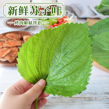 苏子叶新鲜食用包饭叶包邮韩国烤肉紫苏叶青菜紫苏新鲜蔬菜500g