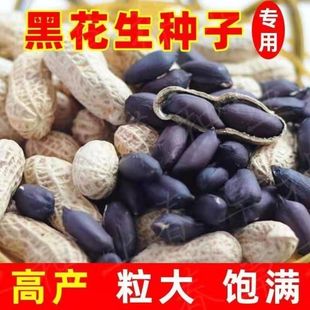 Authentic Selenium-Rich Black Peanuts in Shell Black Peanuts New Arrival Yunnan Black Peanuts in Shell Half a Pound of Seeds