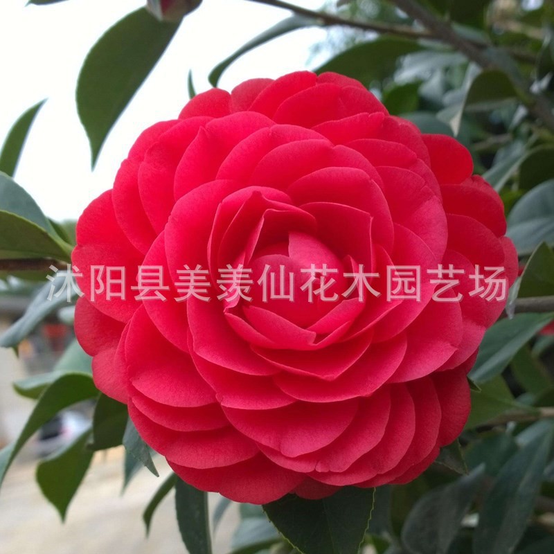Las plantas en macetas de semillas de camelia se pueden sembrar en cuatro estaciones, 24 colores opcionales, 5 rosas Sai