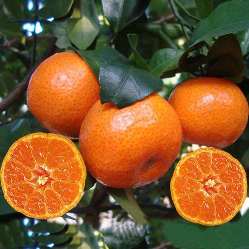 Саженцы апельсинового дерева цитрусовые Four Seasons в горшке гранулированный сахар цитрусовые трансплантаты хрустящий кумкват посадили на севере и юге результаты посадки года