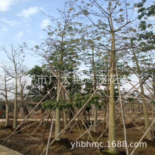 �V�|�Ռ����~��ľ������ľ����Ƥľ�޾G����@�ּ�ֲ��ľ�L������