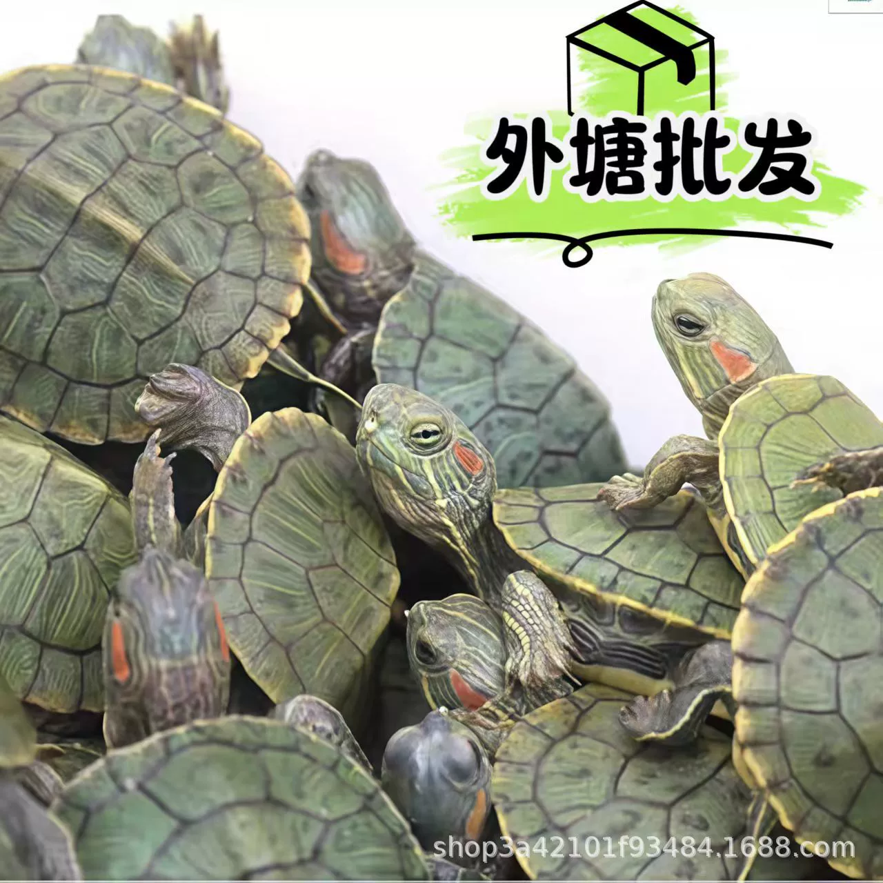 Бразильские черепахи, черепахи с красными ушками и разноцветные щенки черепах продаются на уличных киосках и представлены во всей торговле. Оптом с открытых прудов, просты в уходе и красивы.