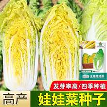 �Ϝ����޲˷N���ļ������޲��߲˷N�����L��Ʒ�|�Ѳ��Ѵ����ﲥ�N