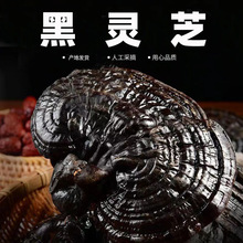 长白山灵芝东北赤灵芝平盖正宗黑芝泡水泡酒炖汤产地直销
