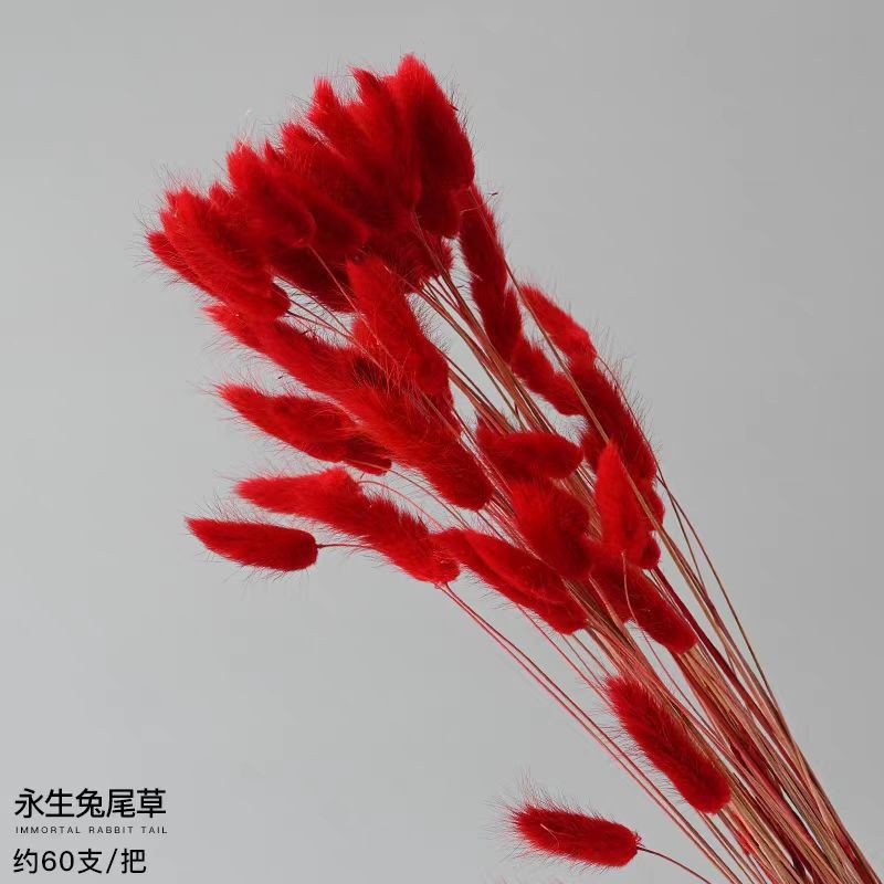 진한 빨강 토끼꼬리풀 120송이 한 다발