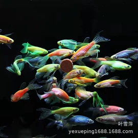 观赏鱼;宠物虾;温控设备