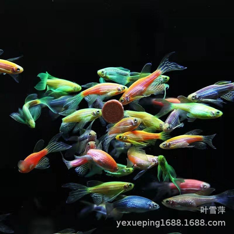 Long Tail Butterfly Wing Zebrafish Green Apple Blueberry Lemon Green Emerald Zebrafish Live Small Fish Tropical Ornamental Fish