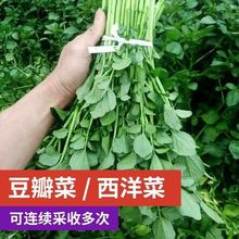 西洋菜豆瓣菜种子秋冬四季种植儿童蔬菜籽阳台农家野生蔬菜籽
