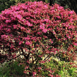 Red Flower Tree Saplings Old Stump Outdoor Courtyard Ground Planting Cold-Resistant Plant Landscape Tree Greening Garden Engineering Seedlings All Year Round