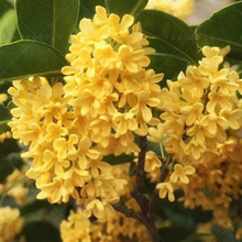 ��𻨘��������ļ��𻨘䵤�������޽��҃ȝ��㻨��ͥԺ���Ԙ�