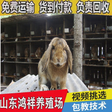 现货批发纯种巨型公羊兔苗货到付款公羊兔种苗批发价格种兔公羊兔