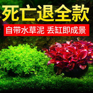 �~��ˮ��ֲ����쾰�G�����ˮ��Gֲˮ�����ذ�������������